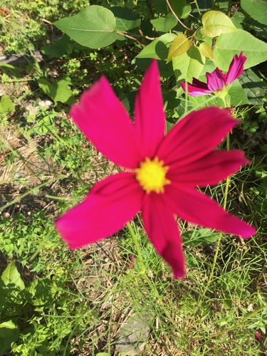Garden cosmos (Cosmos bipinnatus)