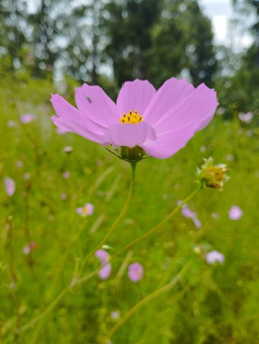 Garden cosmos (Cosmos bipinnatus)