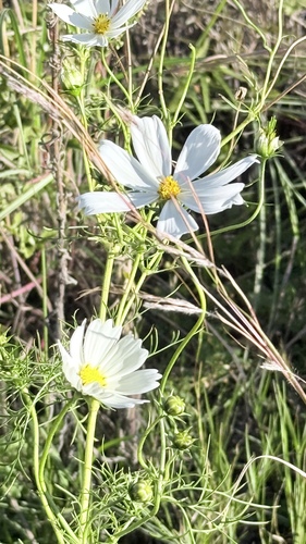 Garden cosmos (Cosmos bipinnatus)