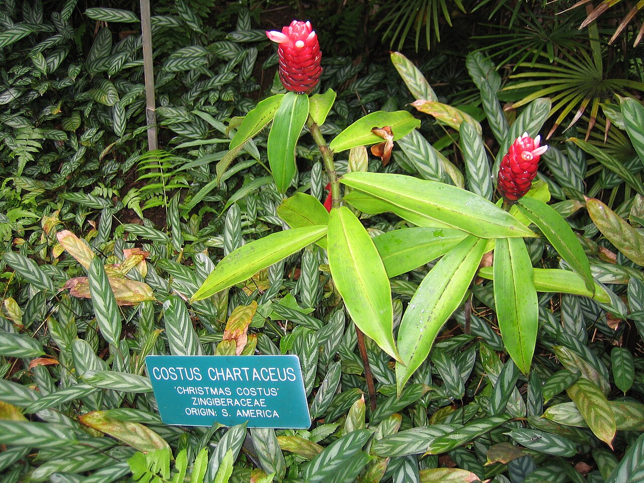 Costus chartaceus: Image of a Christmas Costus in the Hawaii Tropical Botanical Garden .
