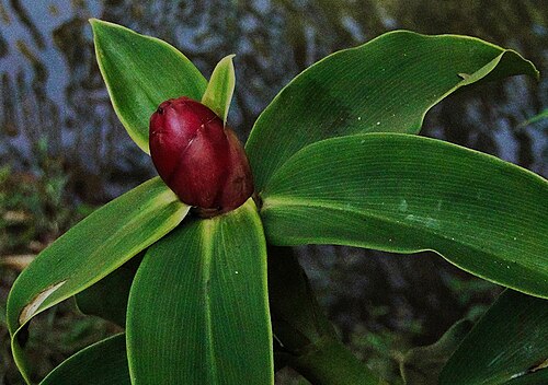 Costus chartaceus: Costus chartaceus in Sao Paulo Brazil