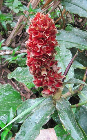 Costus comosus: Dick Culbert: Native from southern Mexico to Venezuela, Costus comosus (approx.) has a larger floral head, and is known as Red Tower Ginger in garden circles. T