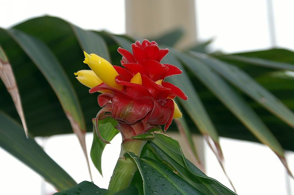 Costus comosus: Location taken: Rawlings Conservatory & Botanic Gardens, Baltimore MD USA. Names: Costus barbatus Suess., Red Tower Ginger, Red Velvet Ginger, Spiral Ginge Clas