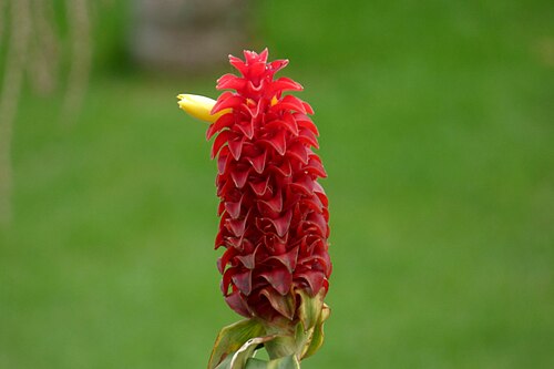Costus comosus: <a href=" http://www.gingersrus.com/DataSheet.php?PID=4863 " rel="nofollow">www.gingersrus.com/DataSheet.php?PID=4863</a>