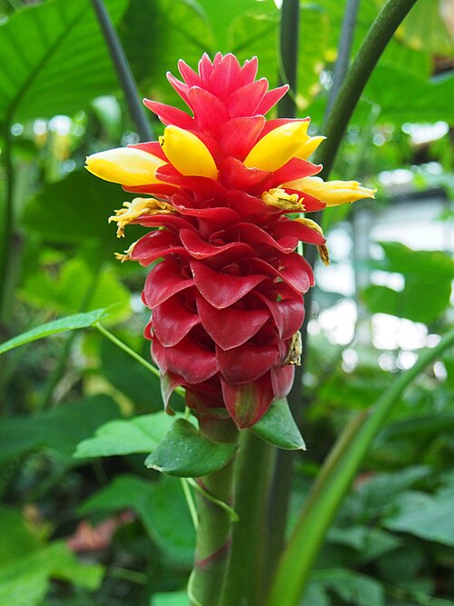 Costus comosus: Spiral Ginger ( Costus barbatus ) cultivated in a greenhouse of the Wrocław University Botanical Garden, Wrocław, Poland.
