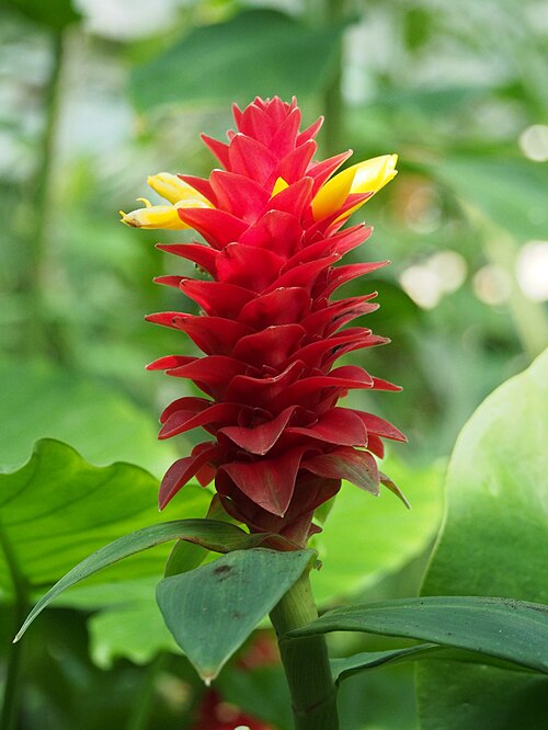 Costus comosus: Spiral Ginger ( Costus barbatus ) cultivated in a greenhouse of the Wrocław University Botanical Garden, Wrocław, Poland.