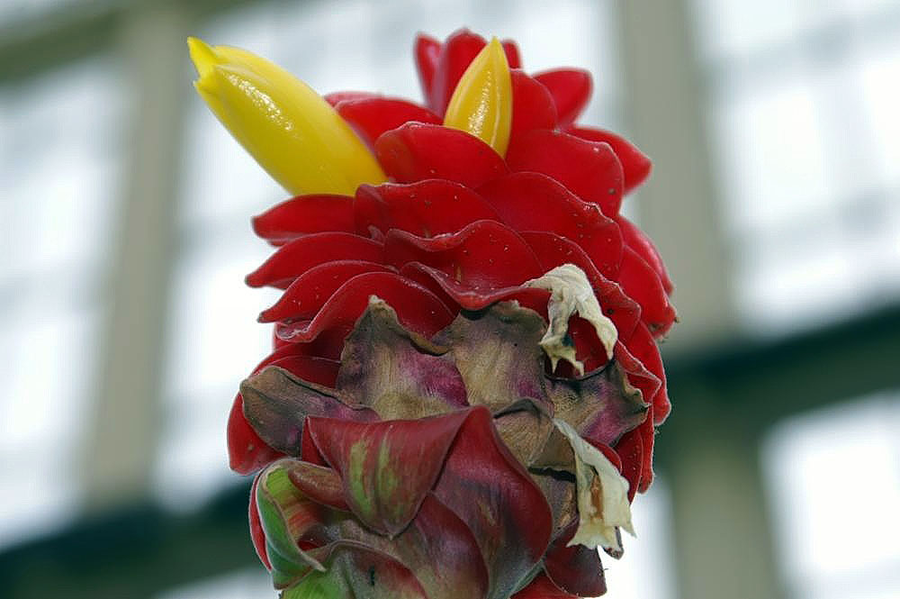Costus comosus: Location taken: Rawlings Conservatory & Botanic Gardens, Baltimore MD USA. Names: Costus barbatus Suess., Red Tower Ginger, Red Velvet Ginger, Spiral Ginge Clas