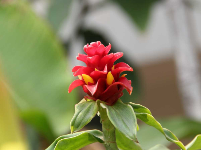 Costus comosus: We are also known as Spiral Ginger, a perennial plant with a red inflorescence. If you palnt us in you garden, we will grow up to 1~2 m and the small flowers'di