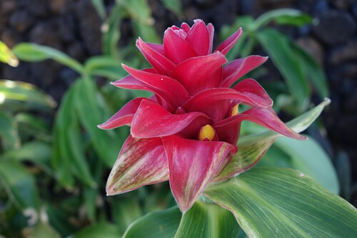 Costus comosus: The plant Costus barbatus (also known as spiral ginger) from its side in the Big Island of Hawaii.
