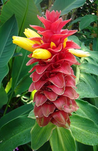 Costus comosus: Dick Culbert: Costus barbatus is one of the most widely cultivated of its genus, and has gone from neotropical to pantropical in distribution. It is also the on