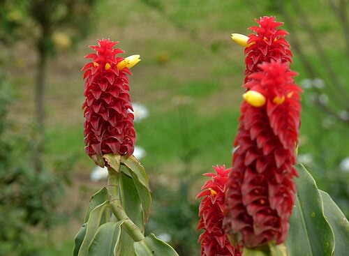 Costus comosus: <a href=" http://www.gingersrus.com/DataSheet.php?PID=4863 " rel="nofollow">www.gingersrus.com/DataSheet.php?PID=4863</a>