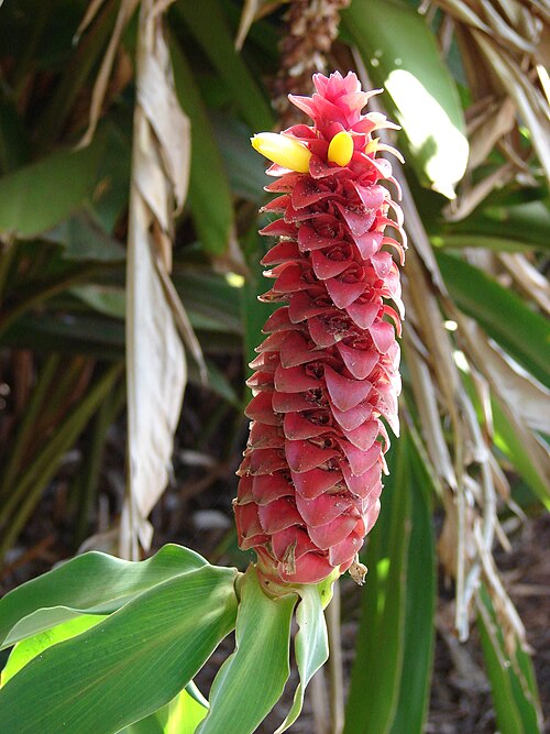 Costus comosus: Costus comosus (flowers). Location: Maui, Enchanting Floral Gardens of Kula