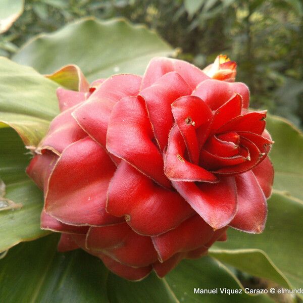 Costus montanus (Costus montanus)