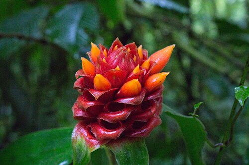 Costus montanus: Costus montanus in Costa Rica