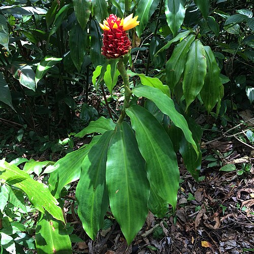 Costus montanus: Costus montanus in Costa Rica