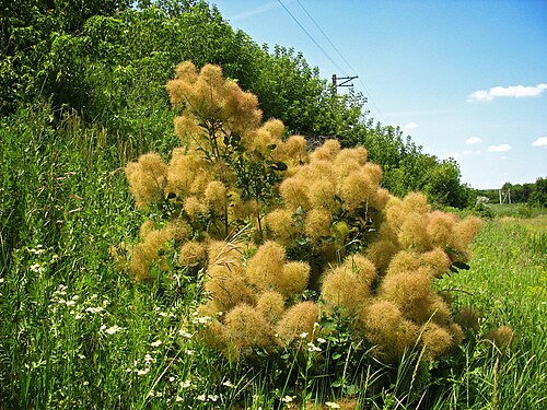 European smoketree: European smoketree (Cotinus coggygria) in june, Ukraine