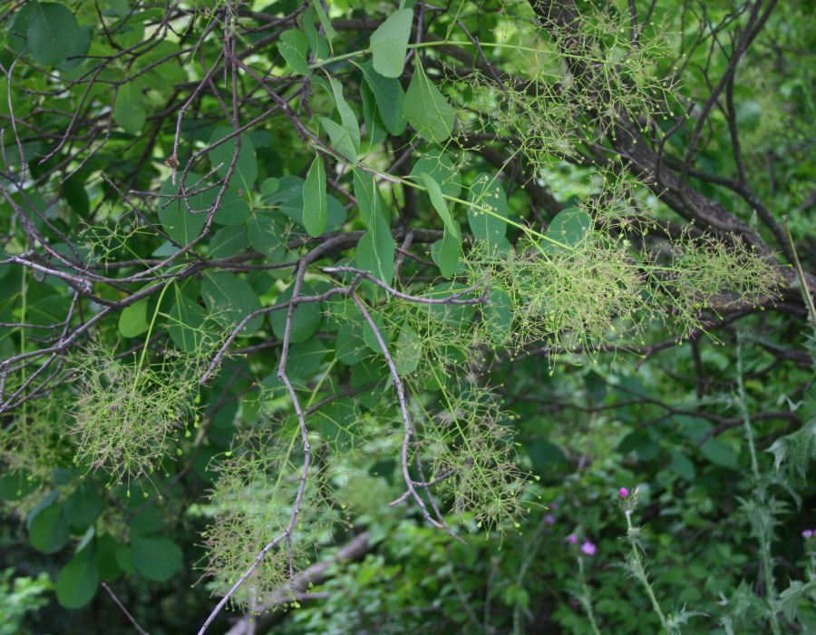 European smoketree: Cotinus coggygria , Sumachgewächse (Anacardiaceae) - Italien/Italia/Italy: Friuli-Venezia Giulia, Prov. Trieste, Sistiana, Rilkeweg/Sentiero Rilke