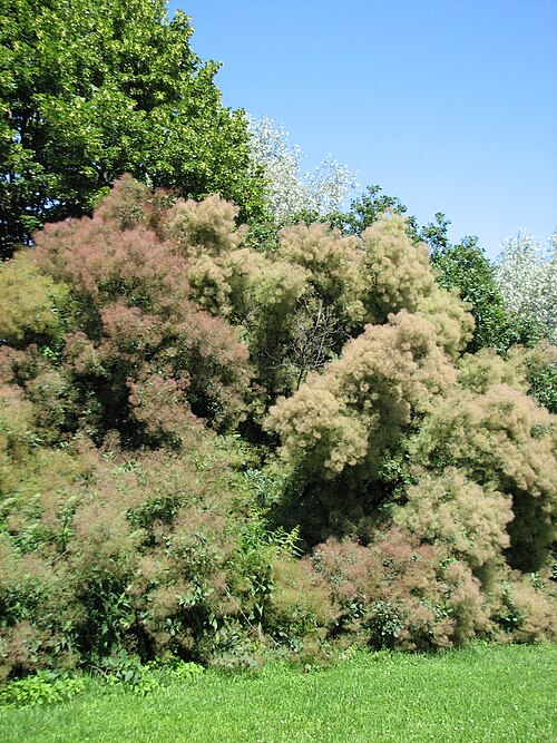 European smoketree: Rhus cotinus (Cotinus coggygria). In the Main Botanical Garden of Academy of Sciences in Moscow.