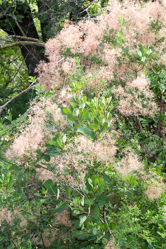 European smoketree (Cotinus coggygria)
