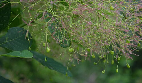 European smoketree: Cotinus coggygria , Sumachgewächse (Anacardiaceae) - Italien/Italia/Italy: Friuli-Venezia Giulia, Prov. Trieste, Sistiana, Rilkeweg/Sentiero Rilke