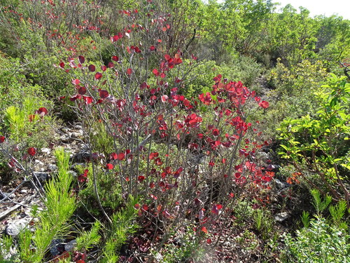 European smoketree (Cotinus coggygria)