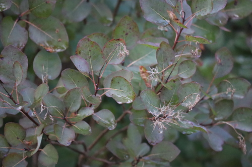 European smoketree (Cotinus coggygria)