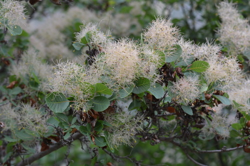 European smoketree (Cotinus coggygria)