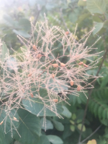 European smoketree (Cotinus coggygria)
