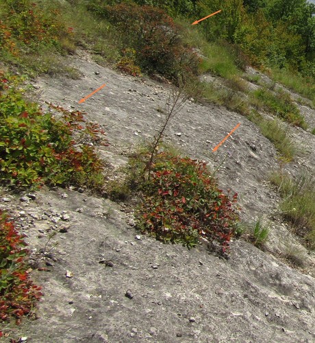 European smoketree (Cotinus coggygria)