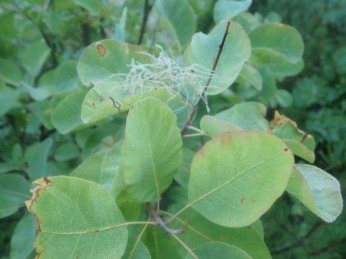 European smoketree (Cotinus coggygria)