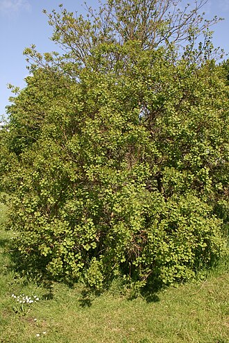 American smoketree: Cotinus obovatus: Habit