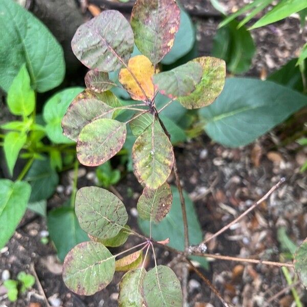 American smoketree (Cotinus obovatus)