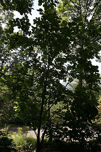American smoketree: Location taken: North Carolina Arboretum, Asheville, NC. Names: Cotinus obovatus Raf., American Smoketree, Chittamwood, Wild Smoke Tree, Yellow Woo Classificati