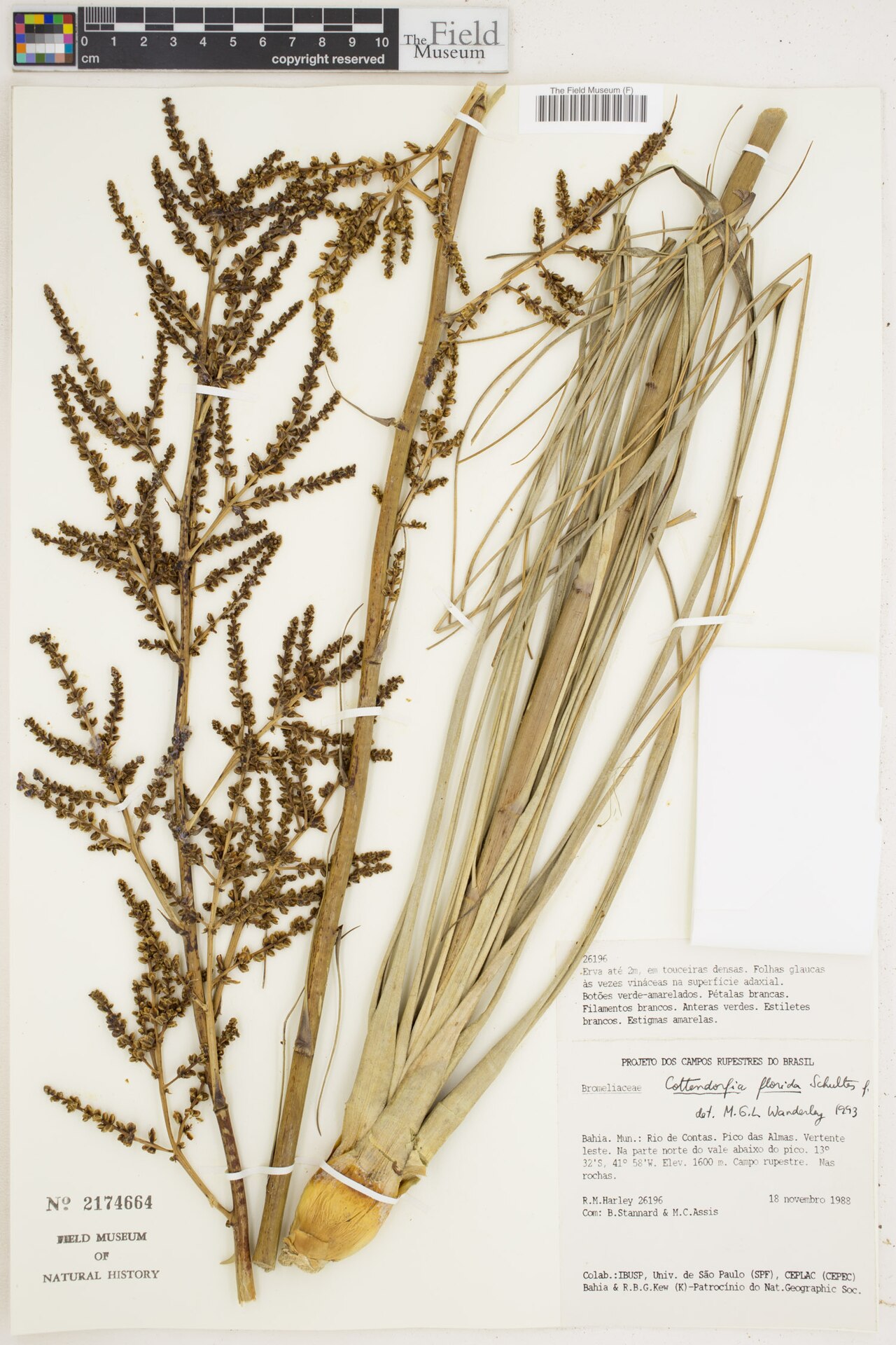 Cottendorfia florida: Field Museum of Natural History (Botany) Seed Plant Collection.