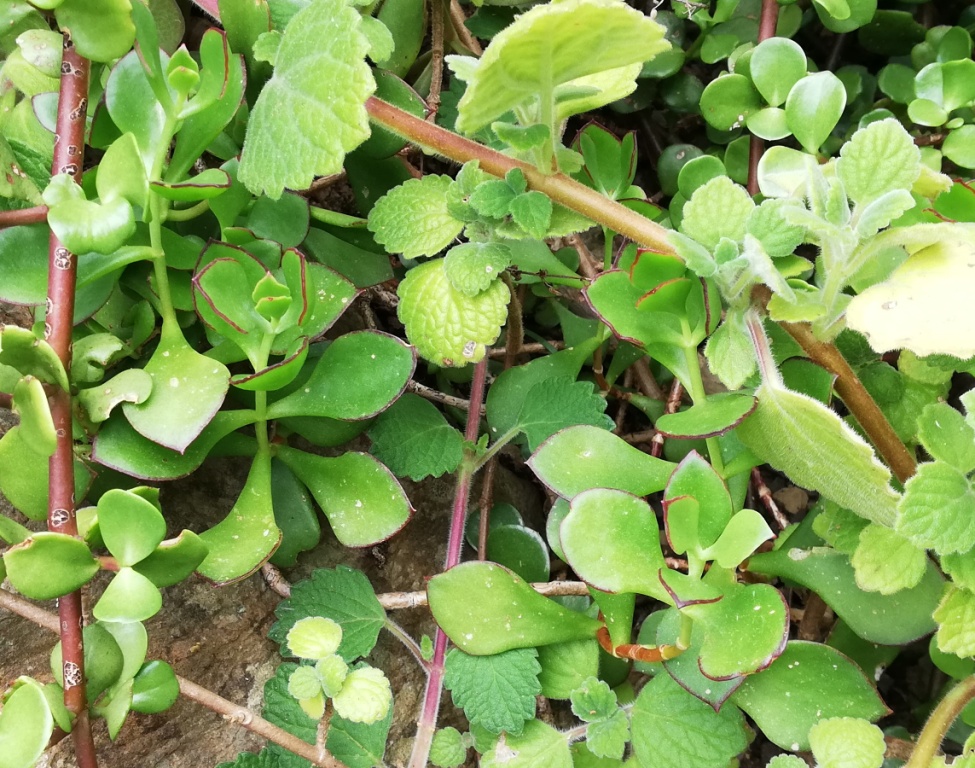 Cotyledon adscendens: Cotyledon adscendens in among other plants. Kirstenbosch