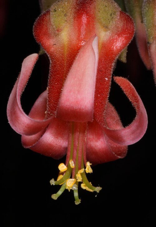 Cotyledon barbeyi: Cotyledon flower - probably from Cotyledon barbeyi