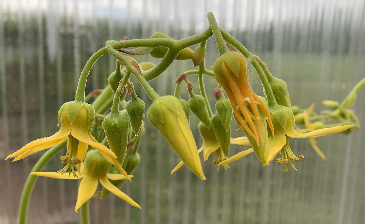 Cotyledon campanulata: Blütenstand von Cotyledon campanulata