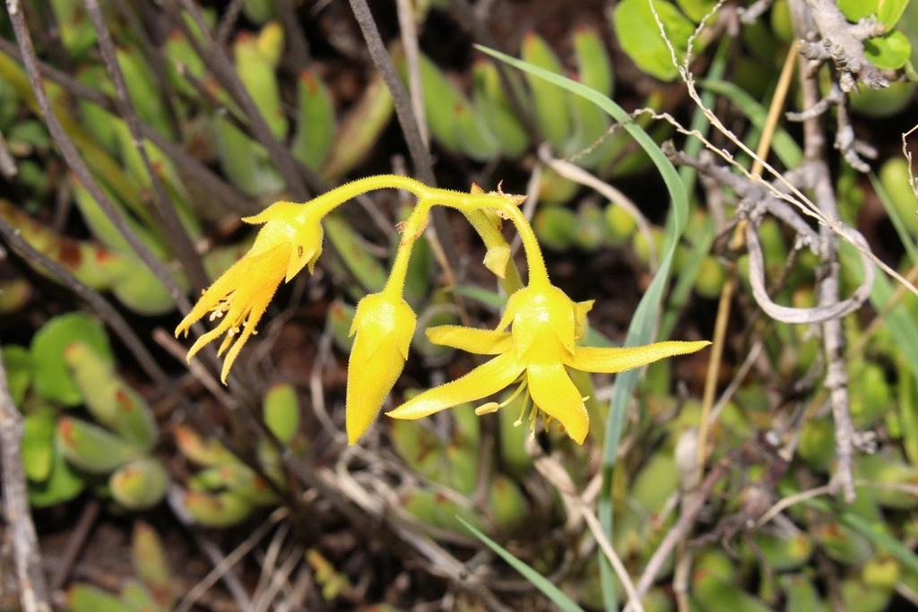 Cotyledon campanulata (Cotyledon campanulata)