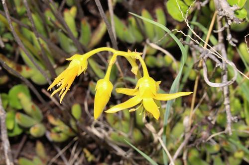 Cotyledon campanulata (Cotyledon campanulata)