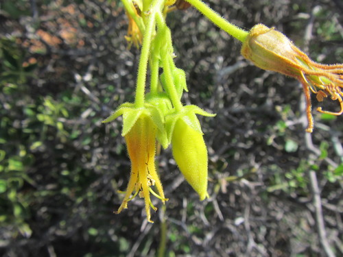 Cotyledon campanulata (Cotyledon campanulata)