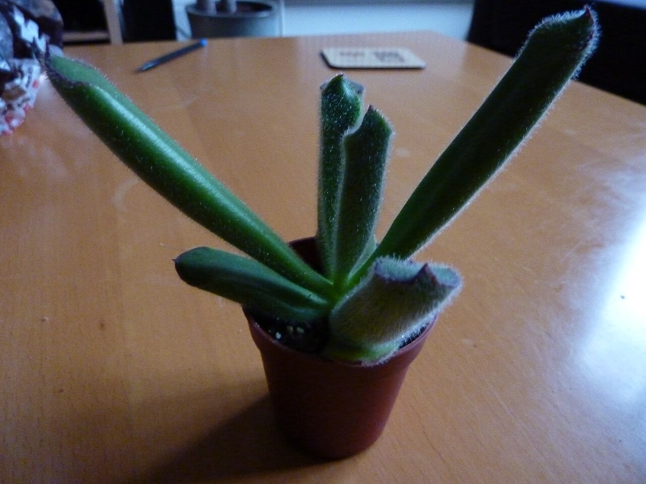 Cotyledon campanulata: Cotyledon campanulata