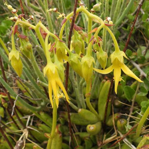 Cotyledon campanulata (Cotyledon campanulata)