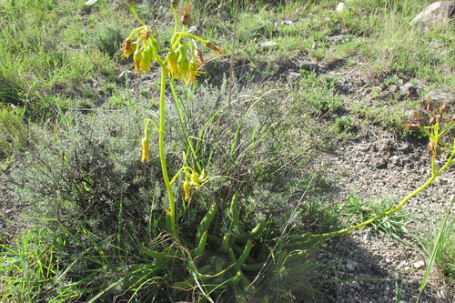 Cotyledon campanulata (Cotyledon campanulata)