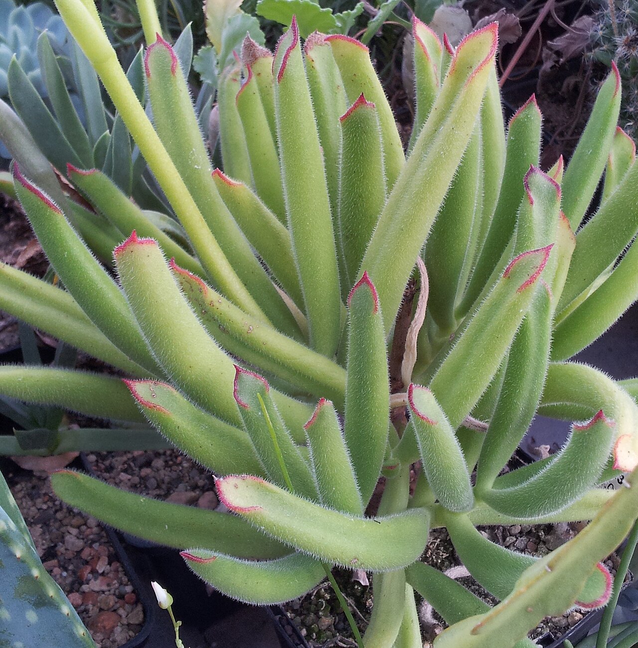 Cotyledon campanulata: Cotyledon campanulata