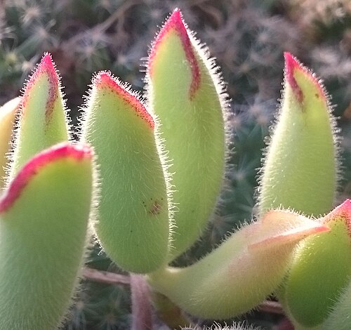 Cotyledon campanulata: Cotyledon campanulata , Blattdetail