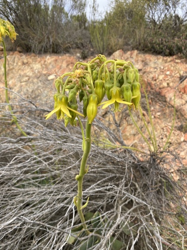 Cotyledon cuneata (Cotyledon cuneata)