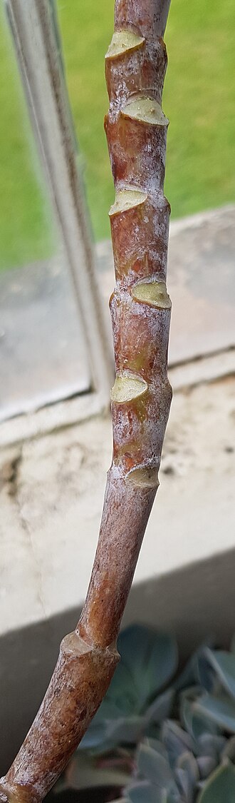 Cotyledon cuneata: Cotyledon cuneata.