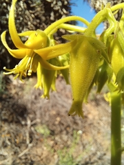 Cotyledon cuneata (Cotyledon cuneata)