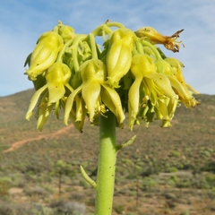 Cotyledon cuneata (Cotyledon cuneata)