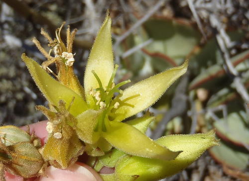 Cotyledon cuneata (Cotyledon cuneata)